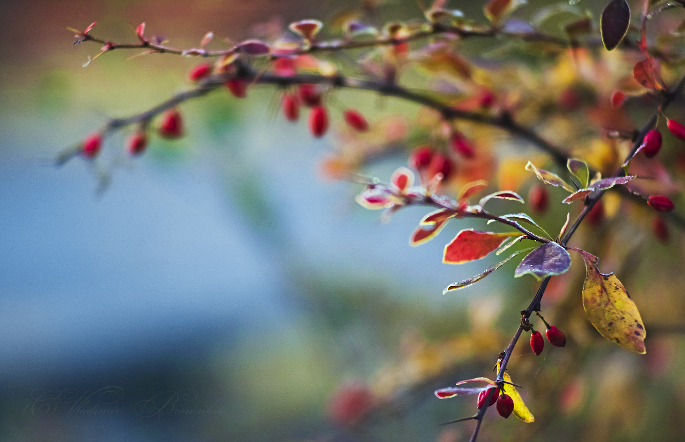 Первые заморозки