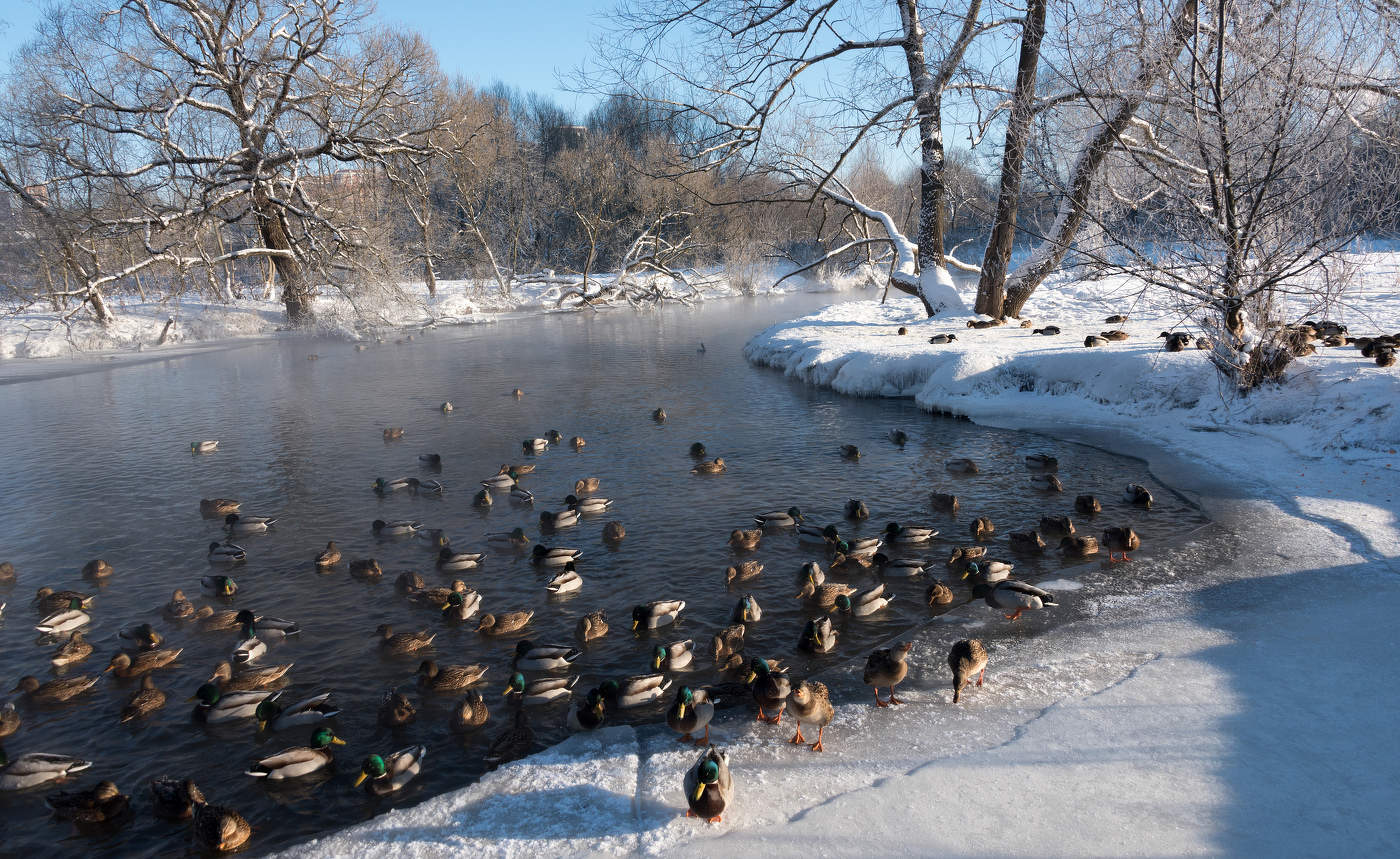 Не улетели...