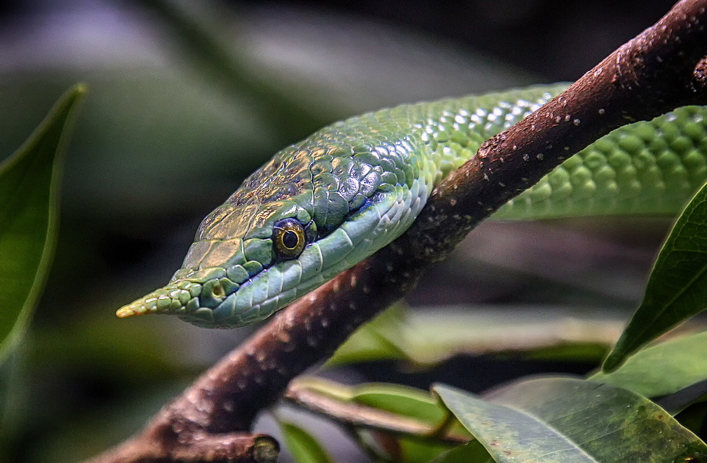 Носатый полоз (ринхофис) Буланже