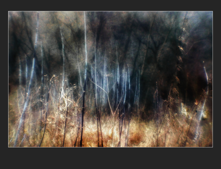 В глубине запущенного сада