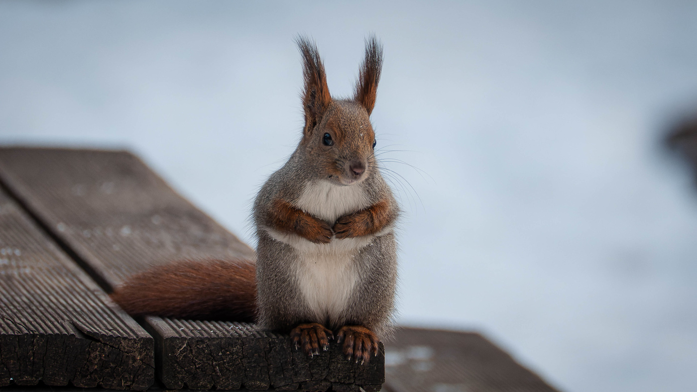А вы ждете Новый год также, как жду его я?