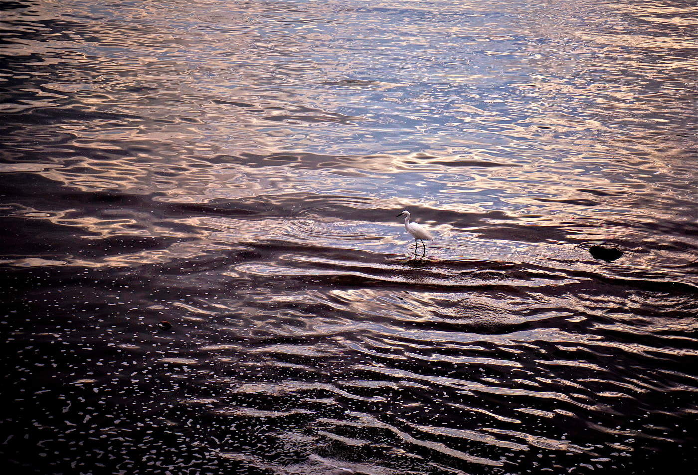 Утро Белой цапли