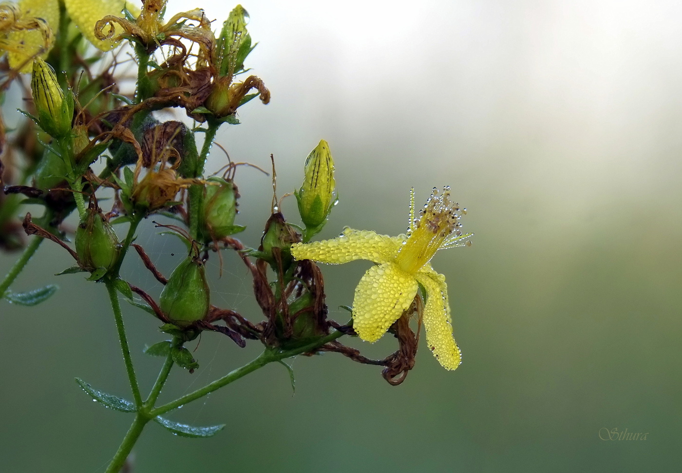 Утром в поле.