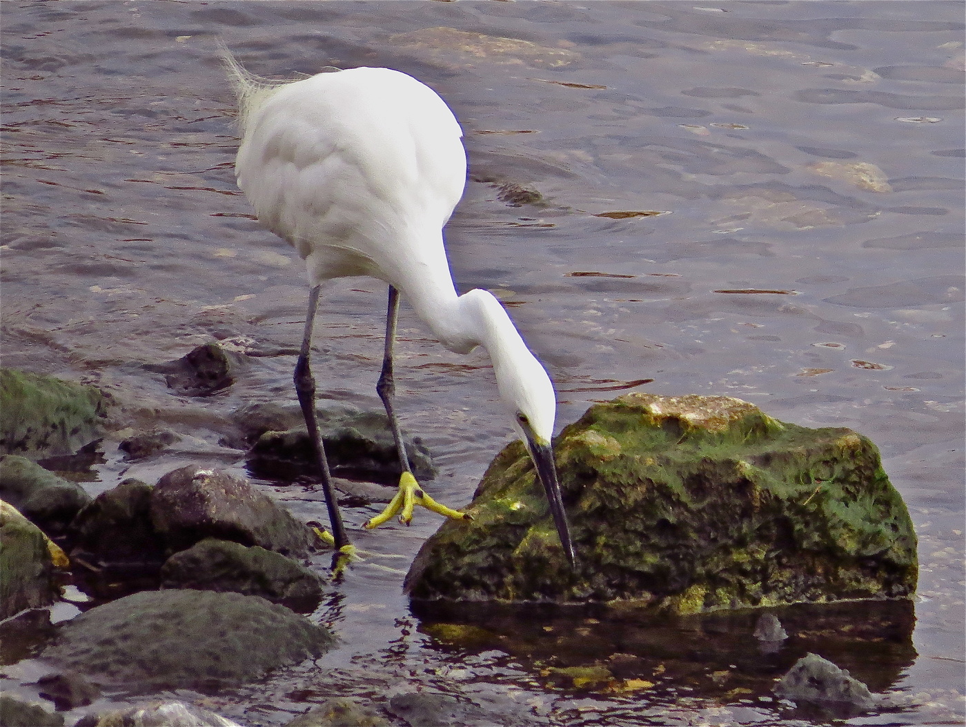Кого бы сцапать?
