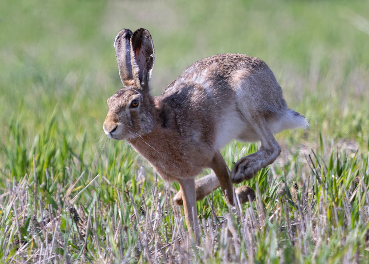 Рысцою пробегал