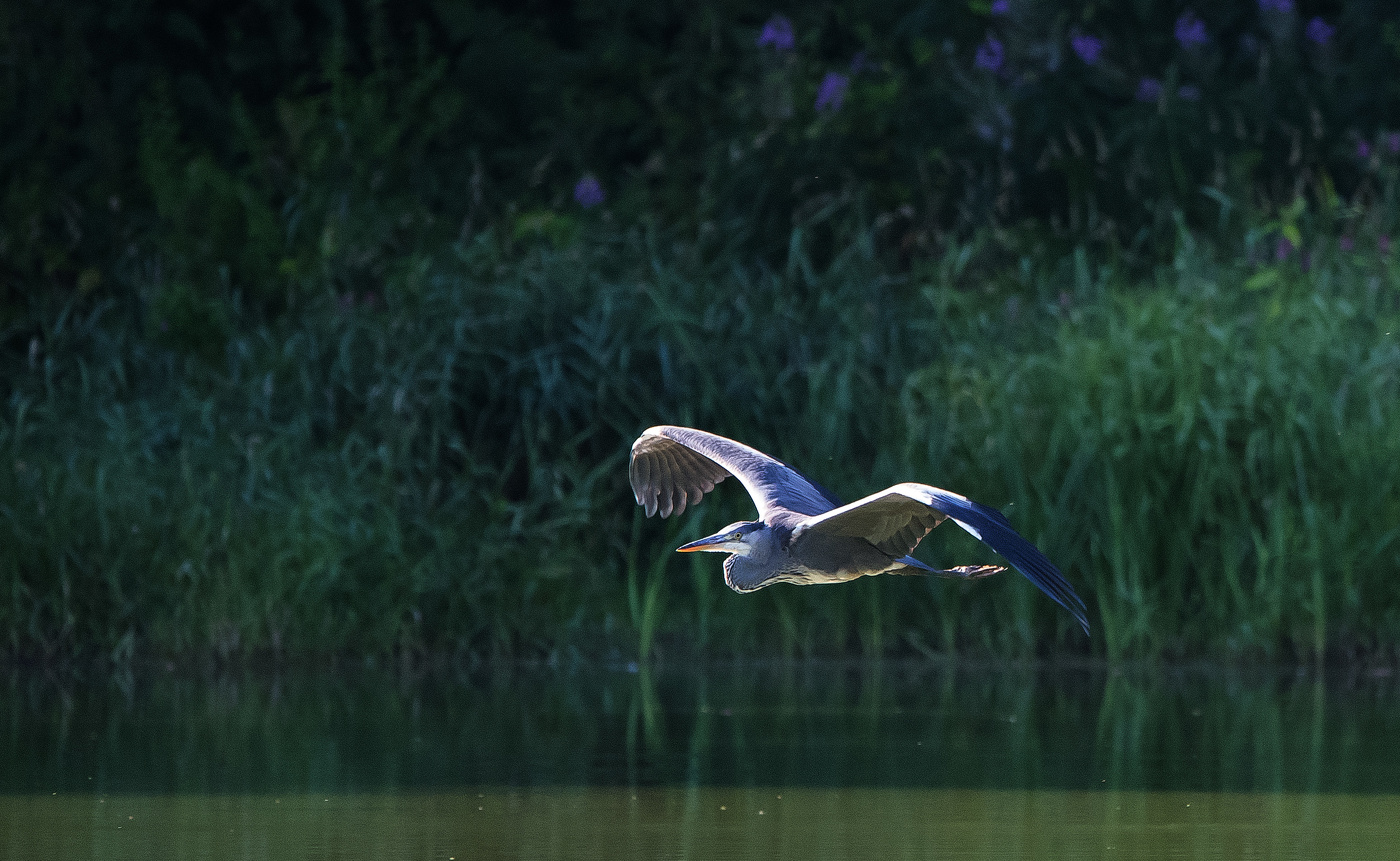 Полет серой цапли.