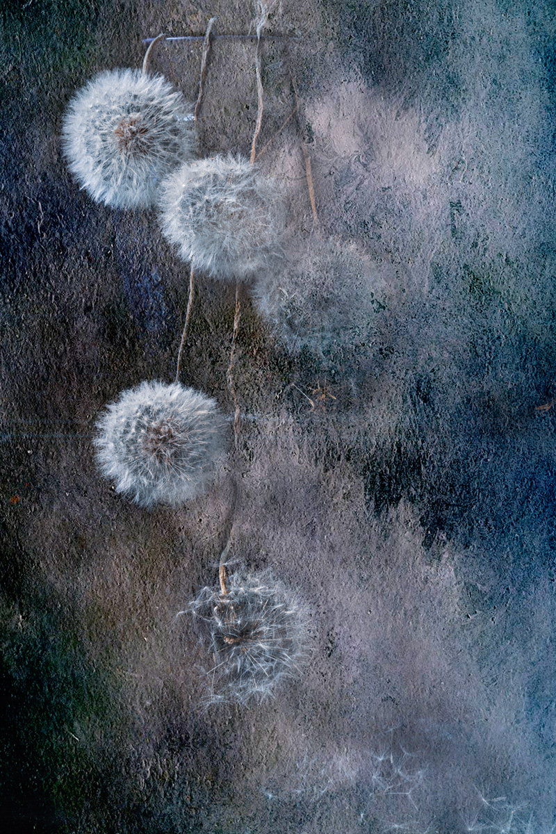 Одуванчики