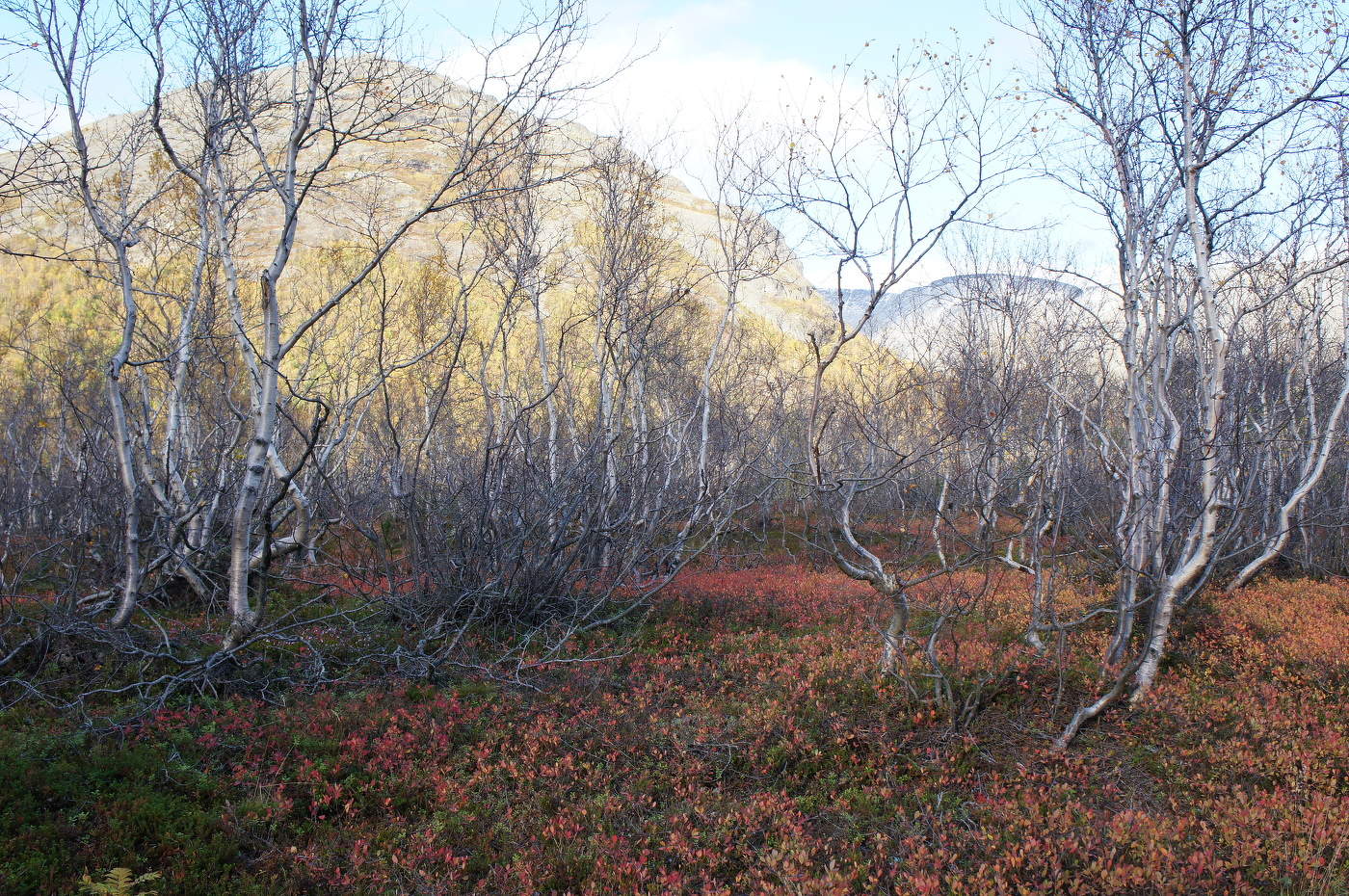 Кривляющиеся красавицы