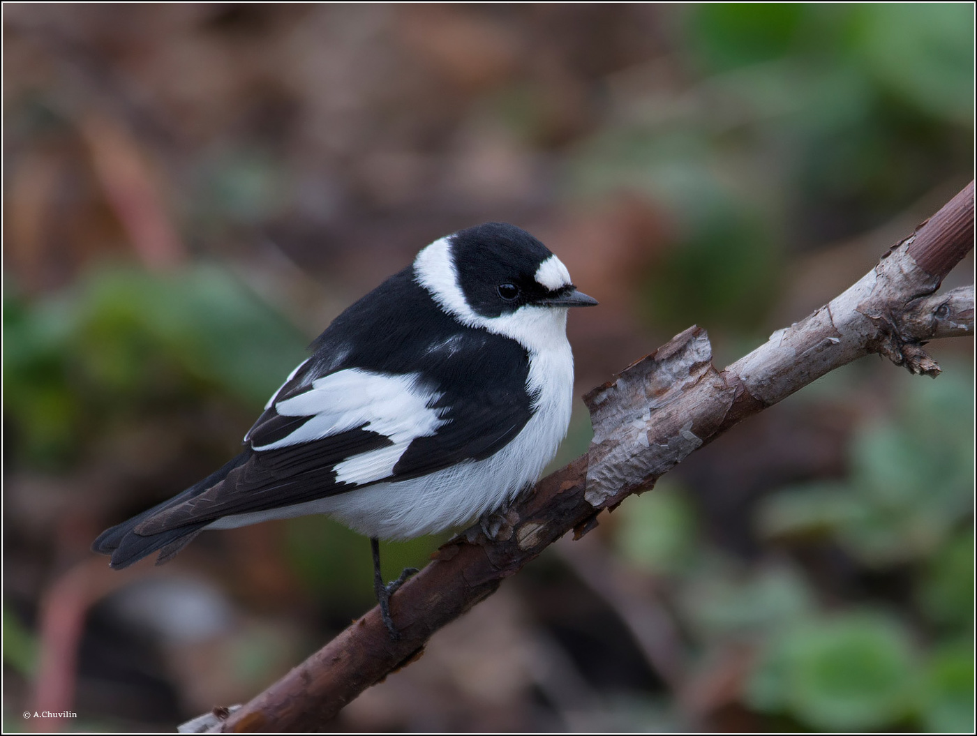 Мухоловка белошейка