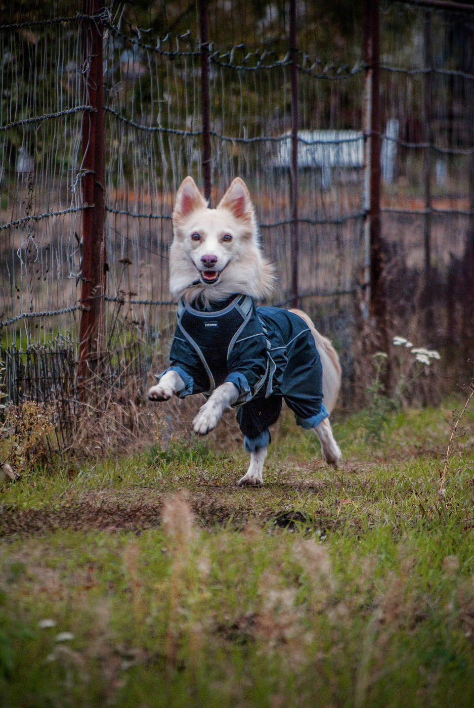 Радостное утро