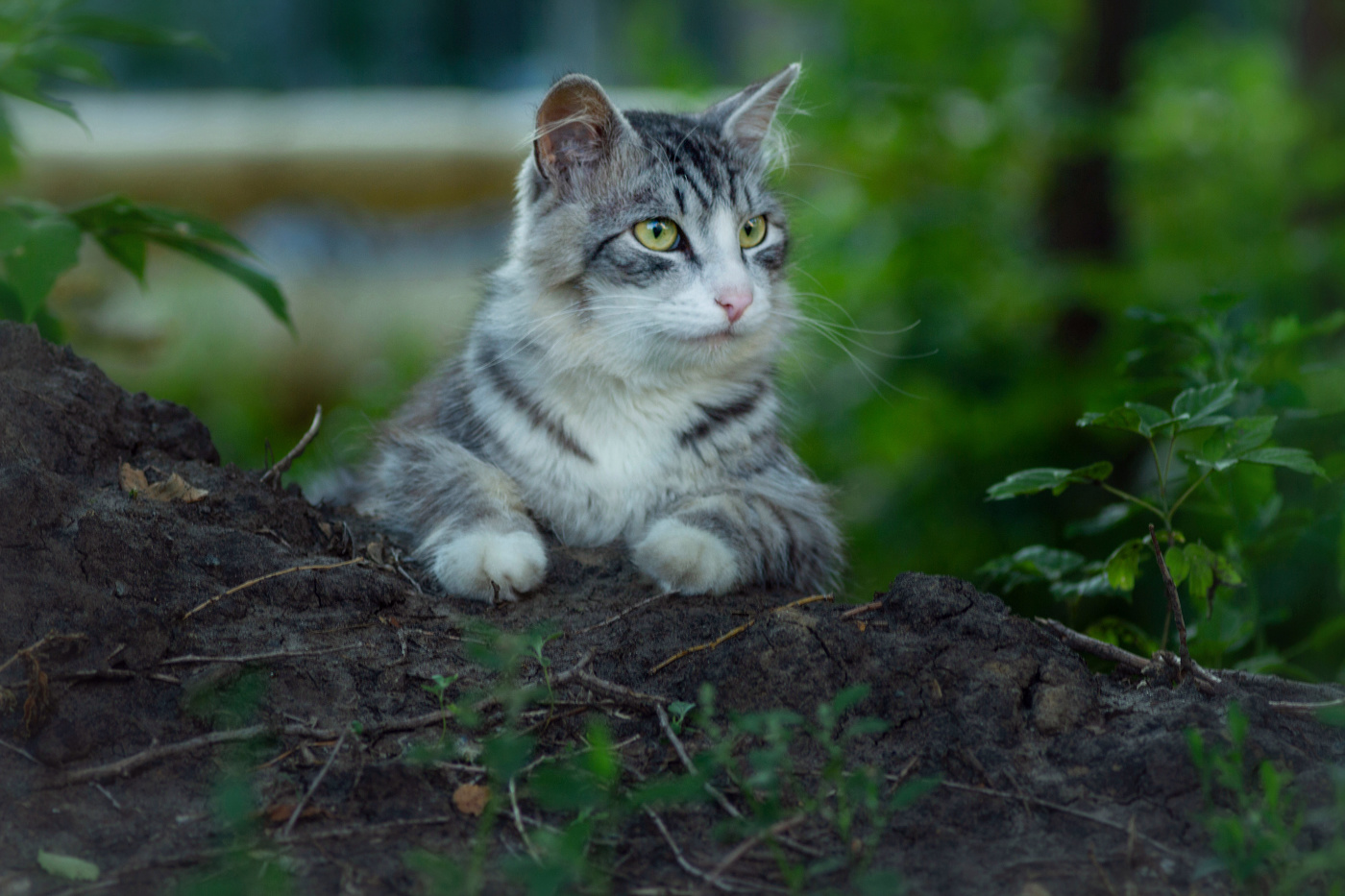 "Председатель суда-туда"