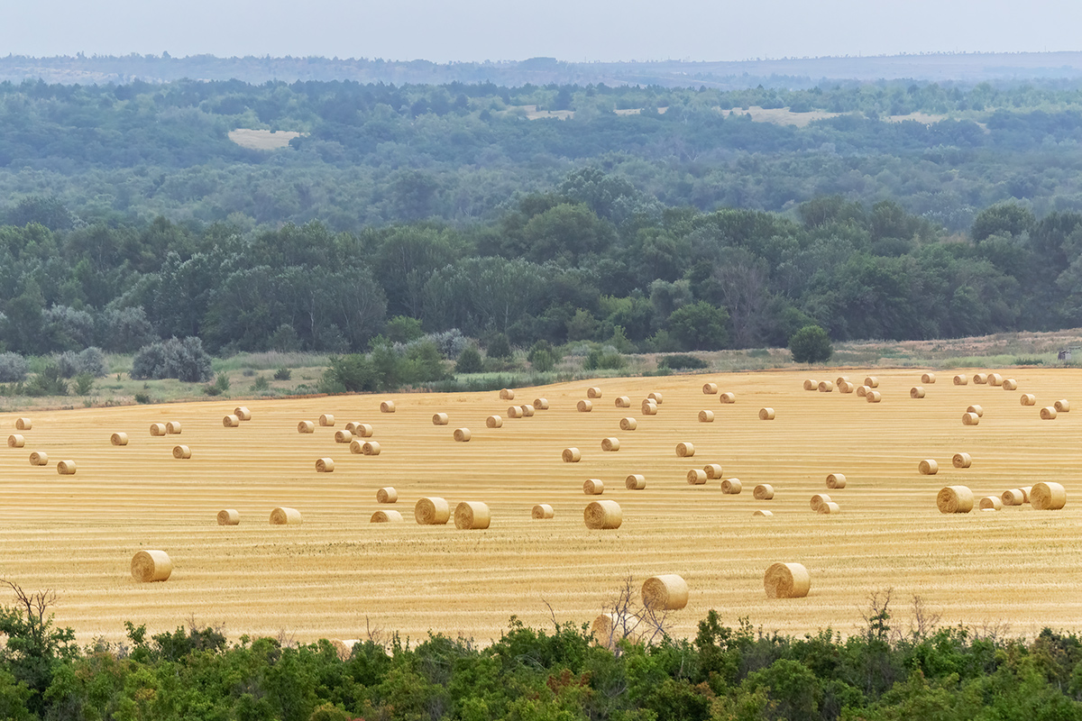 В середине лета