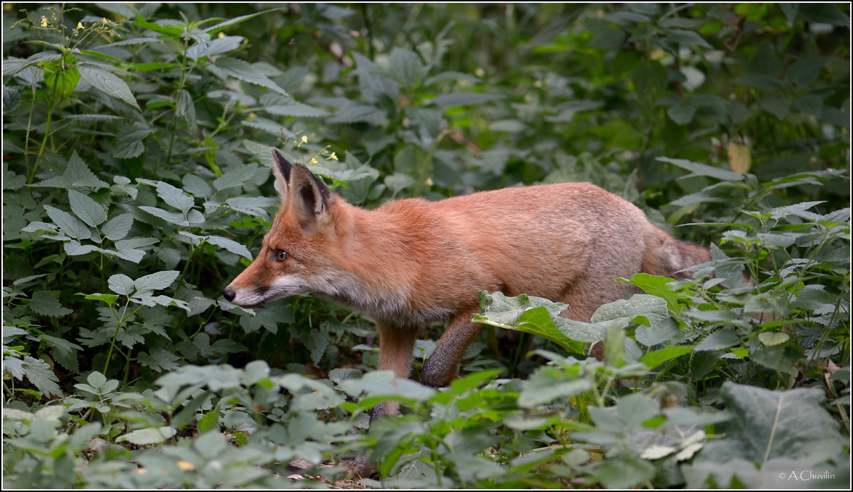 Рыжая плутовка