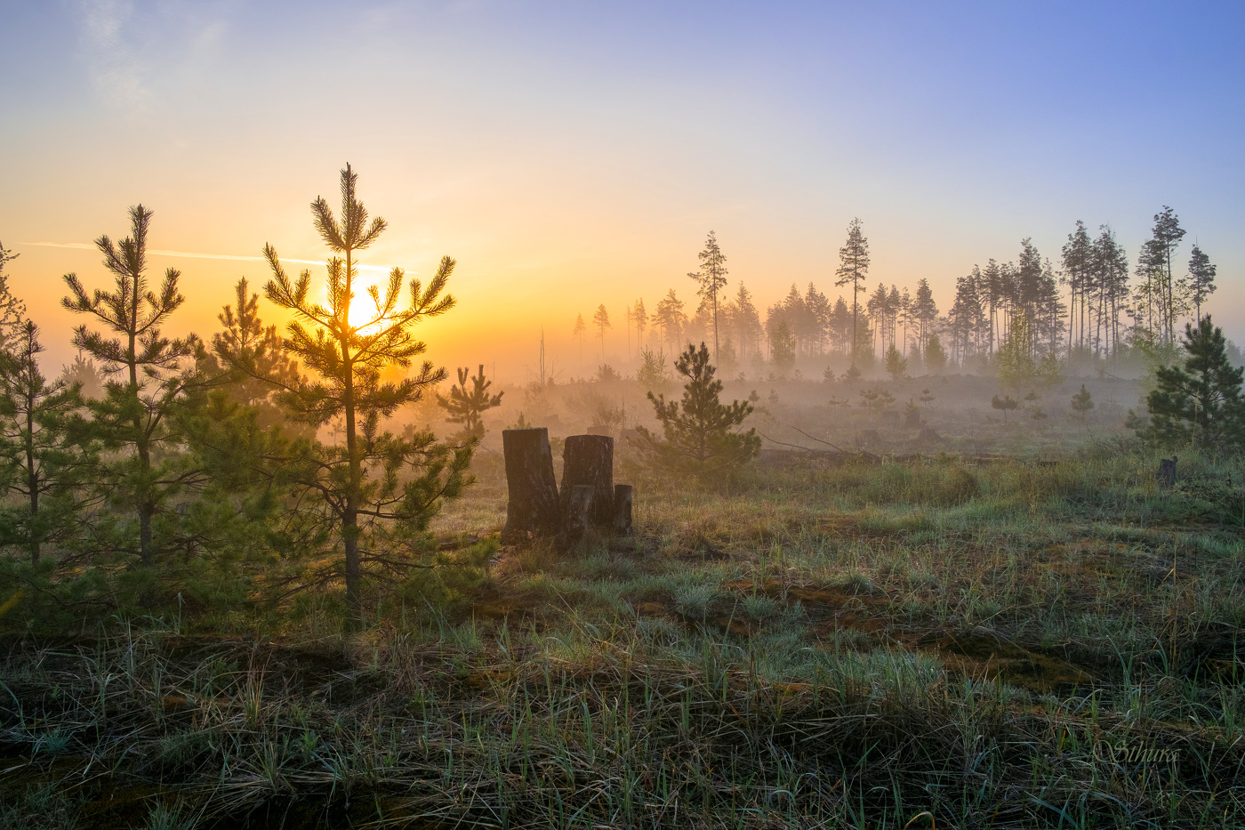 Утренний лес.