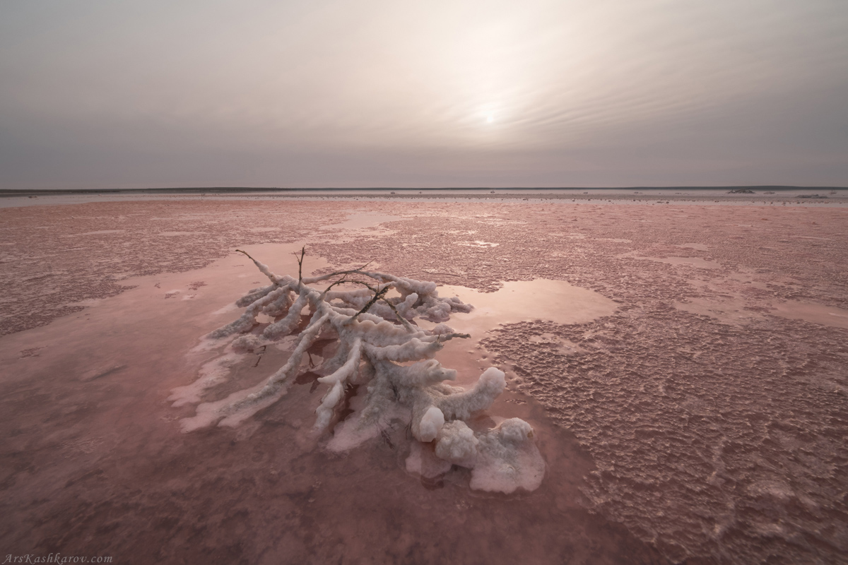 "Розовый солончак"