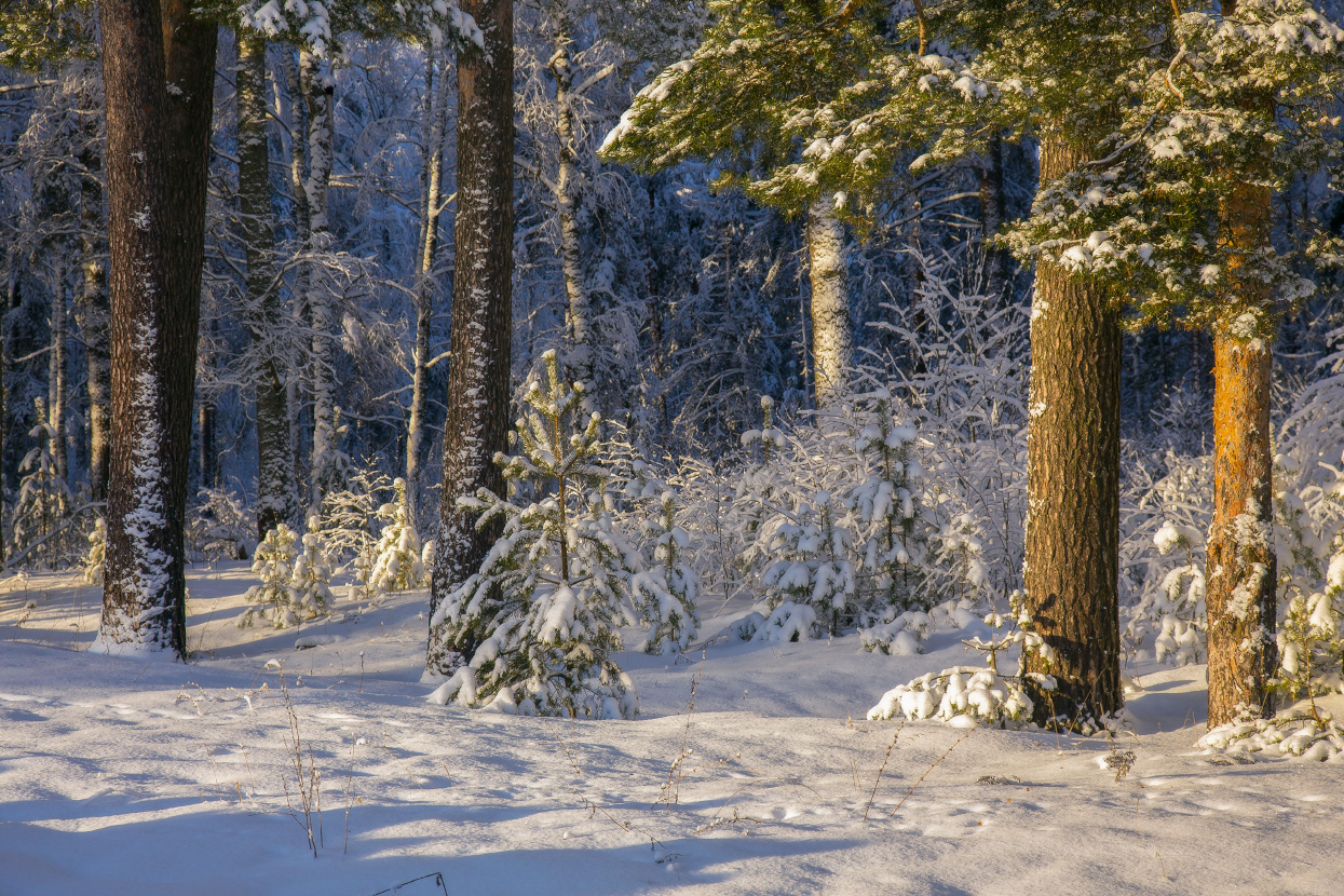 Морозное утро
