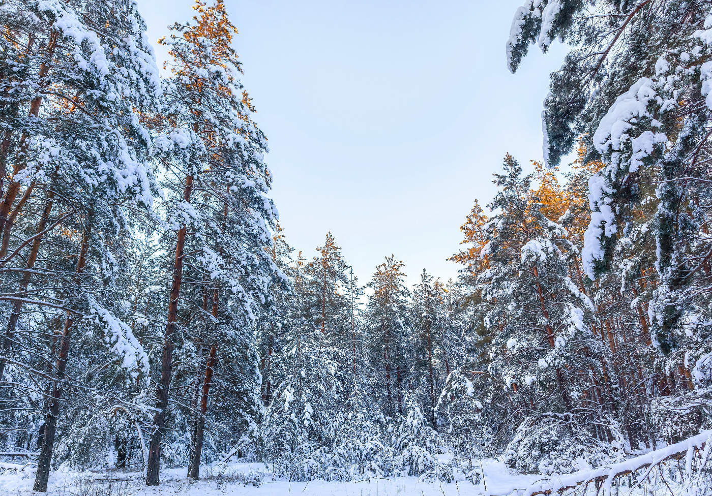 Зима, лес, ближе к вечеру.