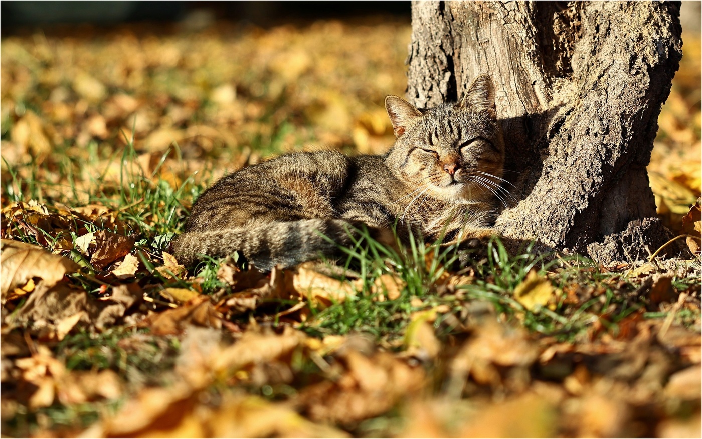 Цветная осень: умиротворение.