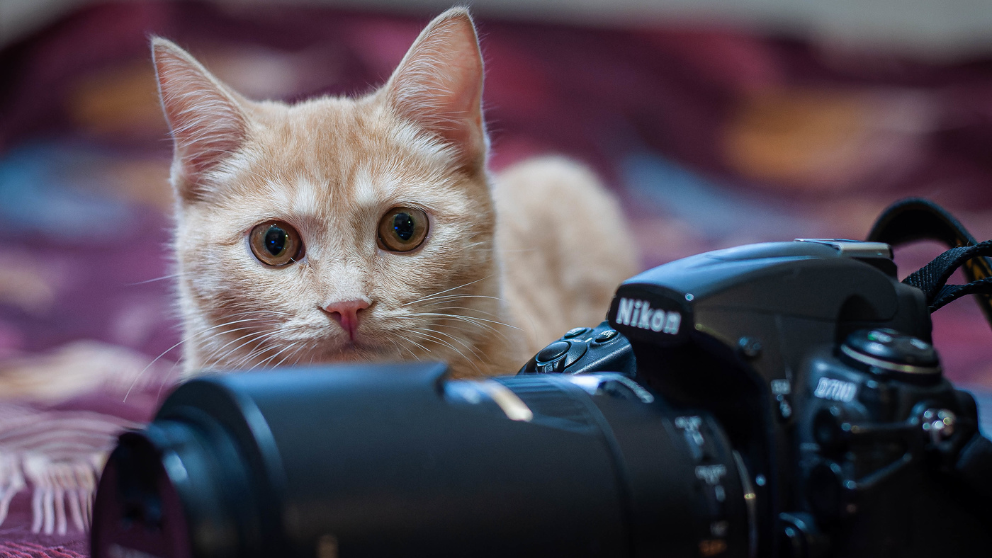 Оказываю услуги по охране фототехники...