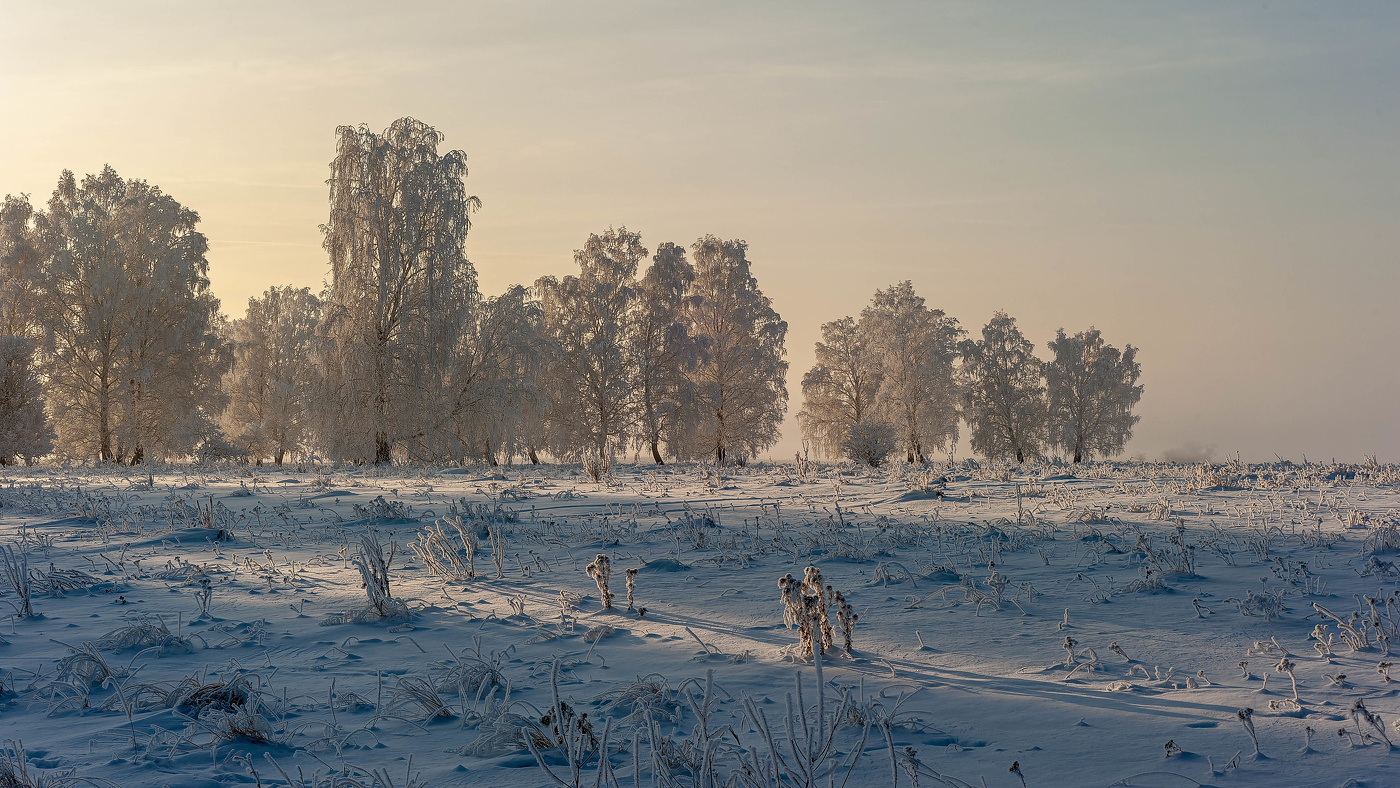 Белые березы в морозной бирюзе.