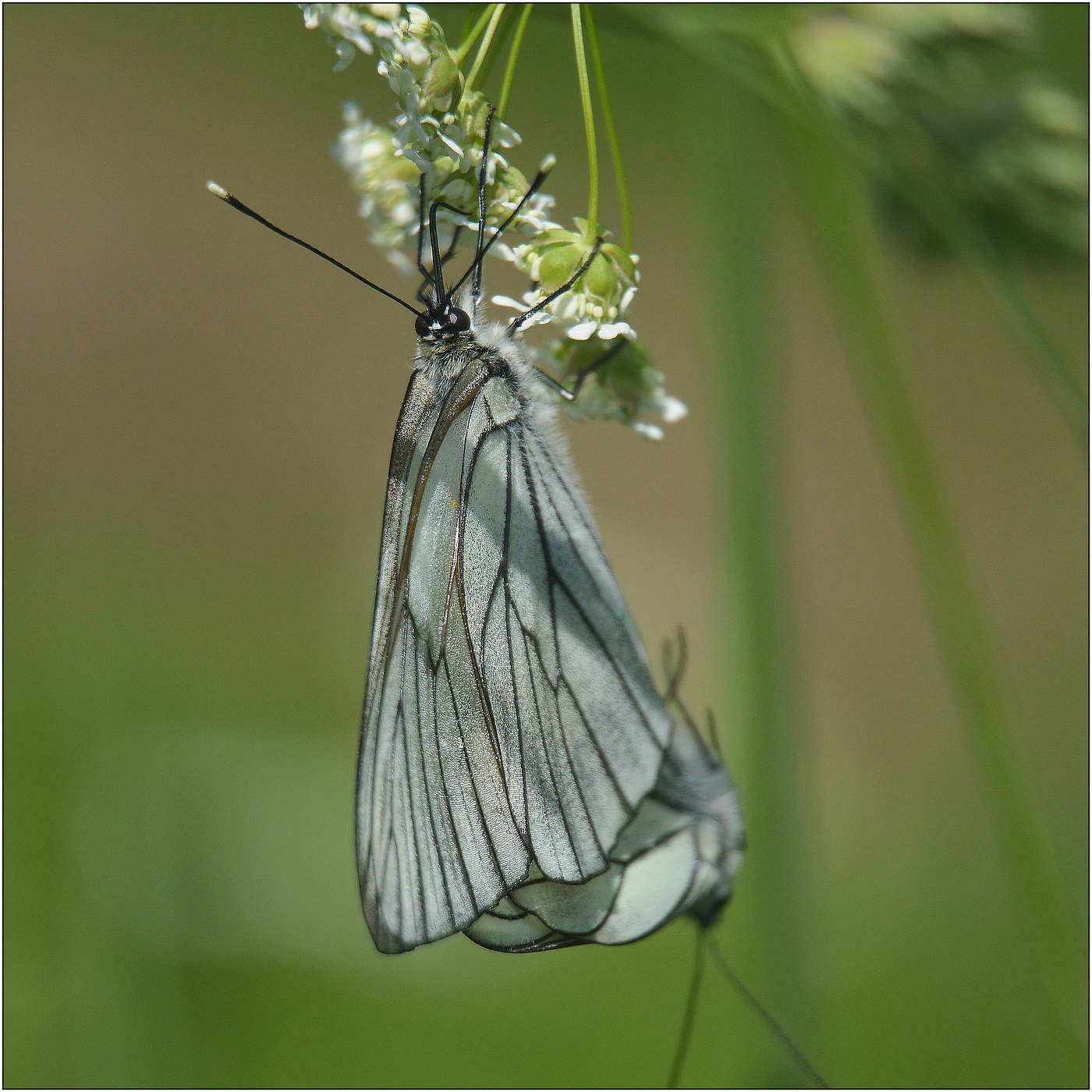 Боярышницы.