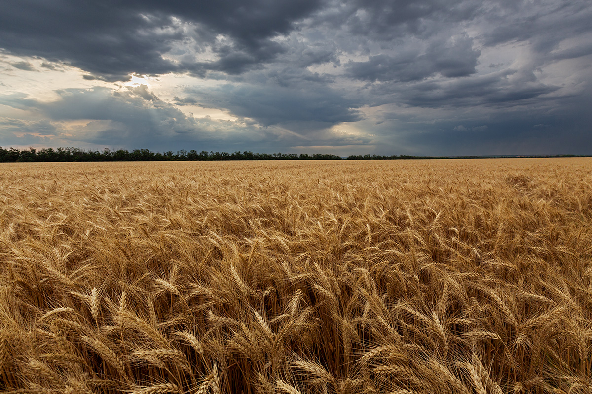 Золотая нива