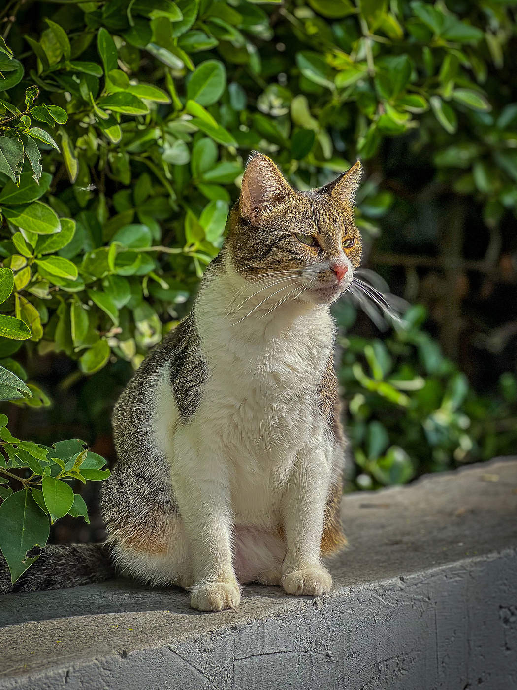 Хозяин жизни