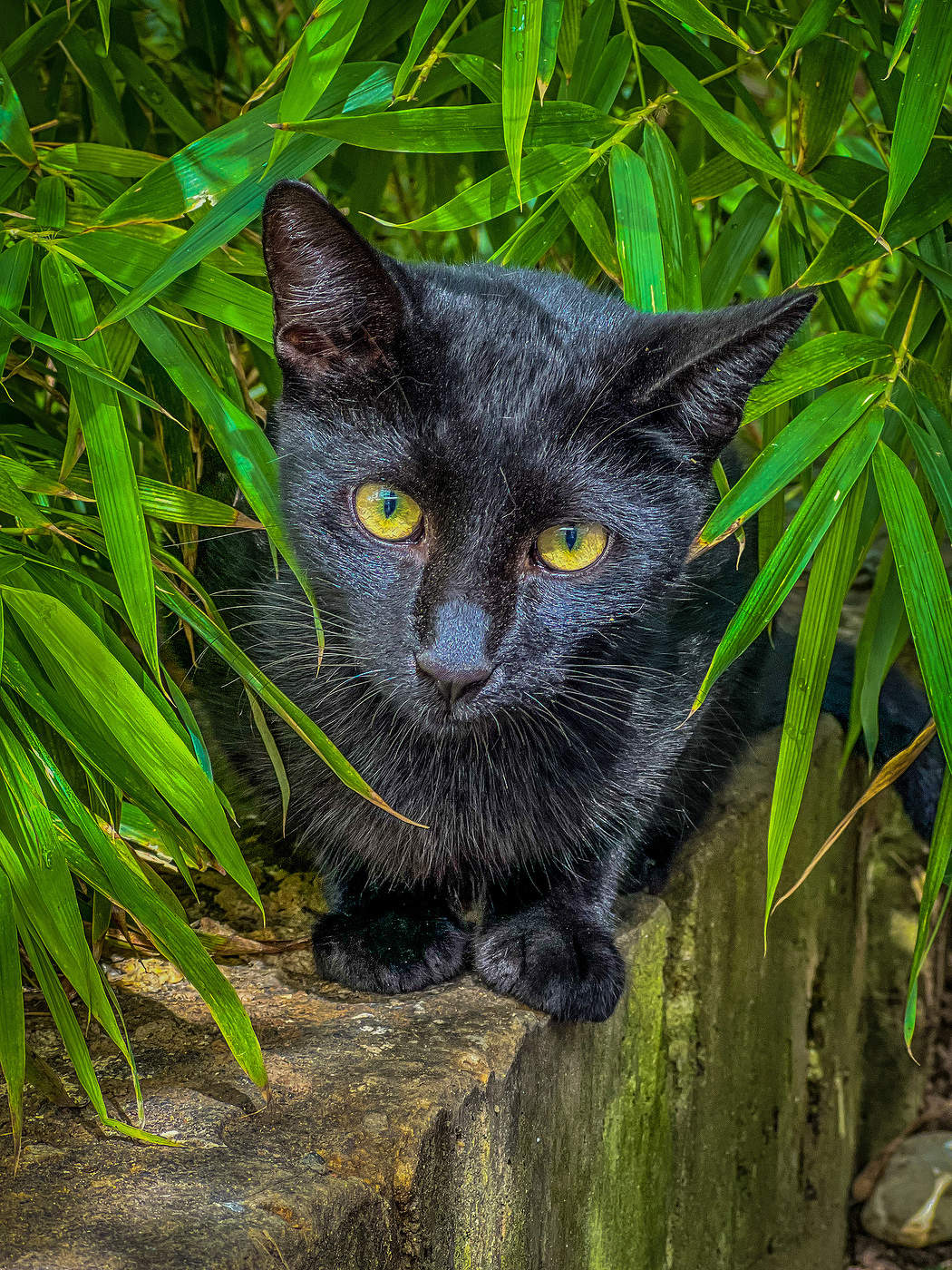 Желтоглазый