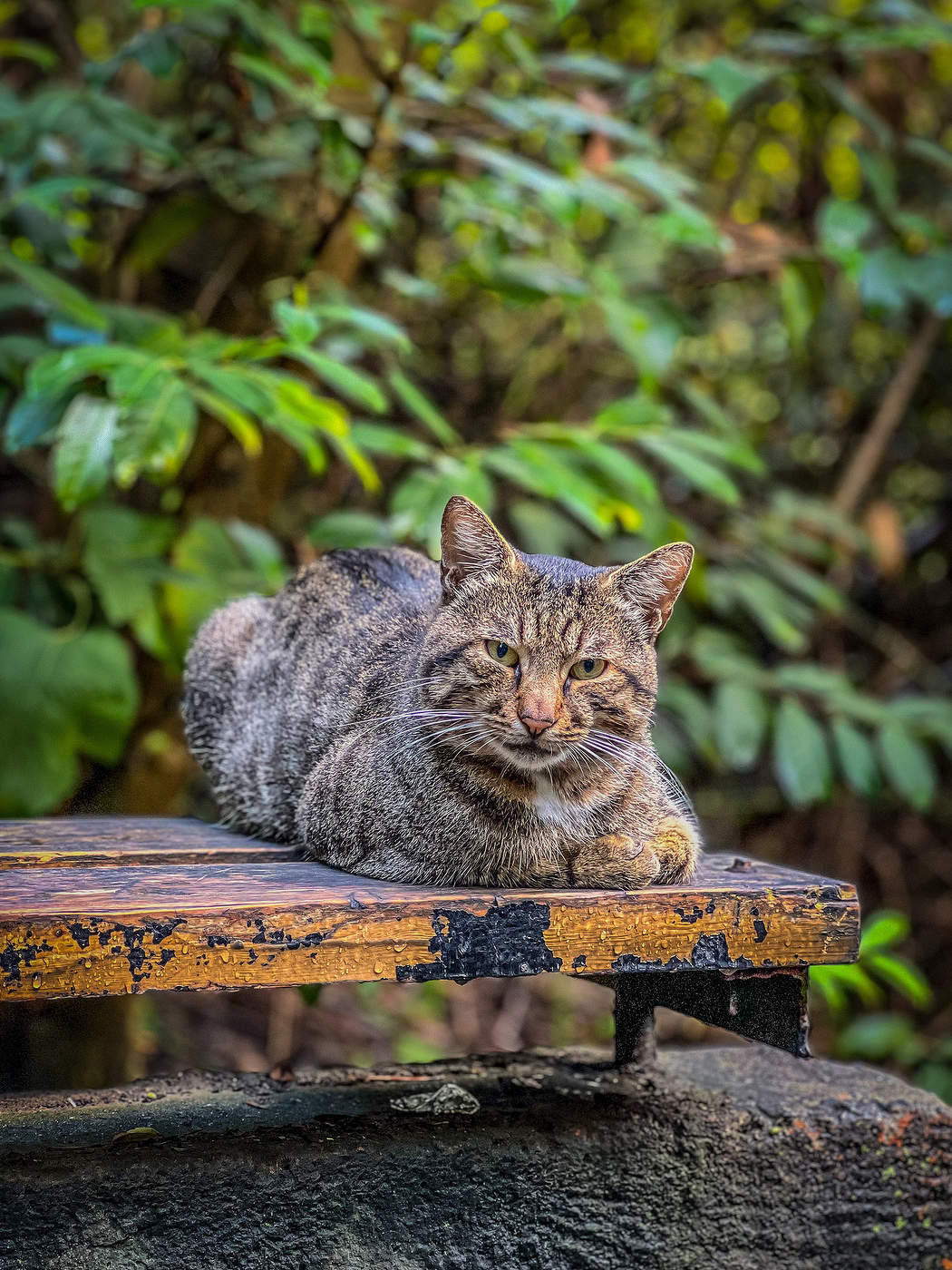 Наблюдатель