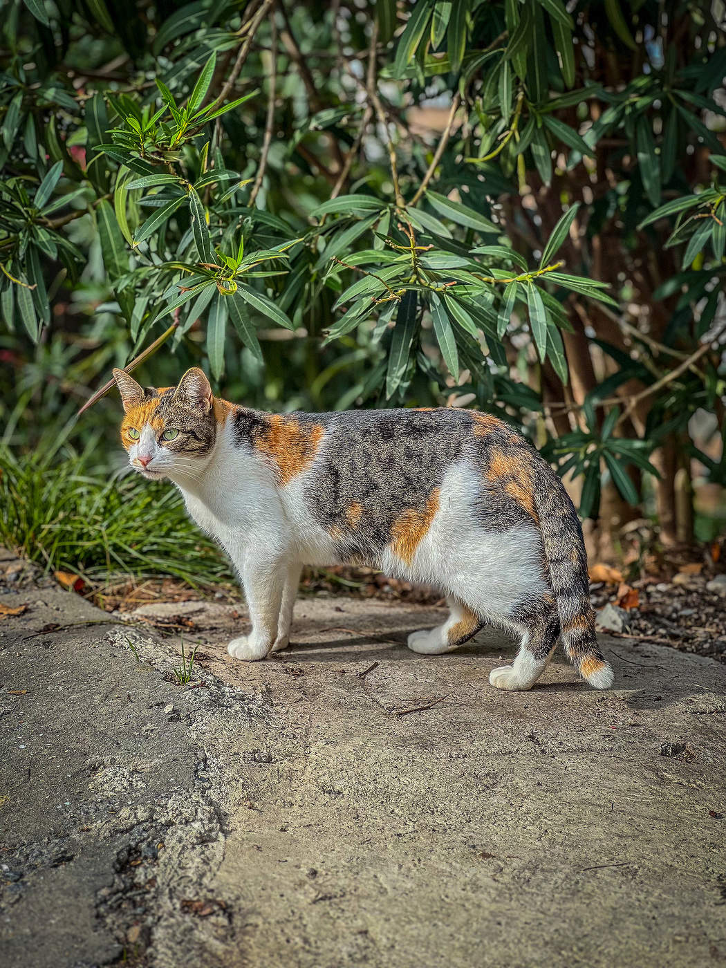 Под ветвями