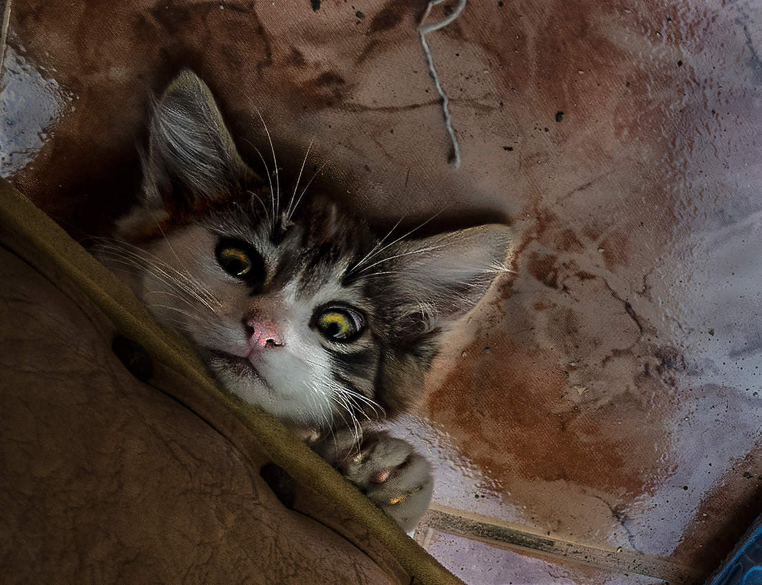 Спрятался котик