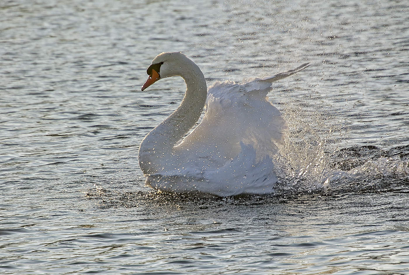 Птица белая