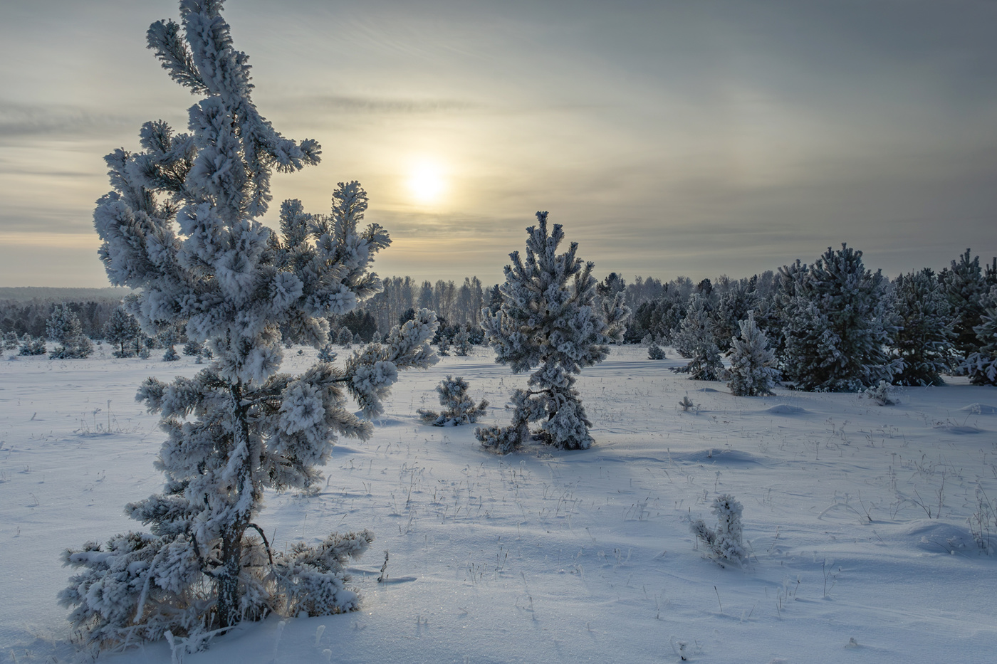 Предновогоднее....