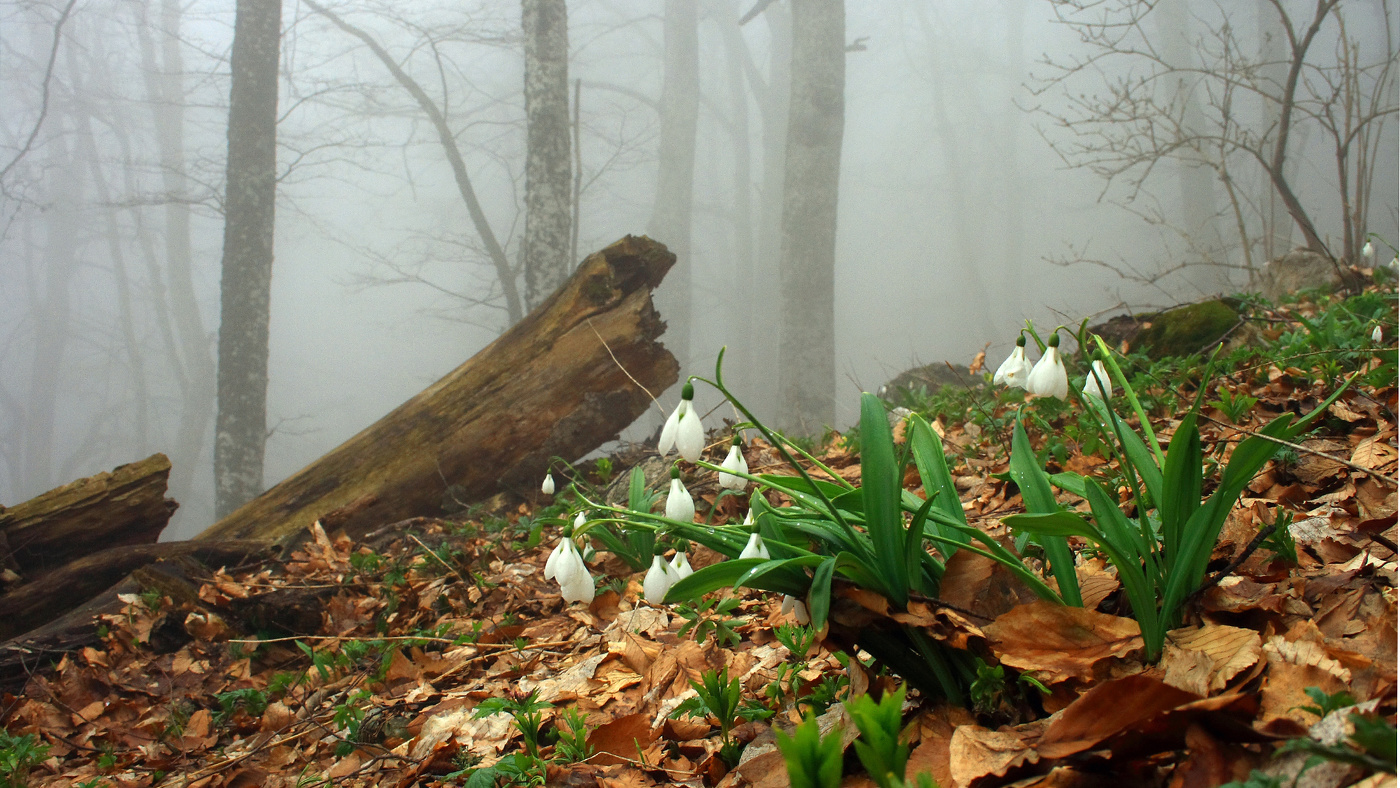 До весны осталось...
