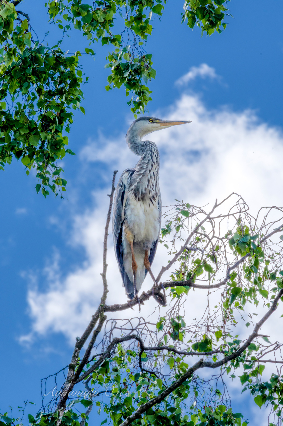 Цапля серая.