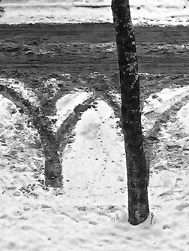 Сухопутное продолжение дерева.