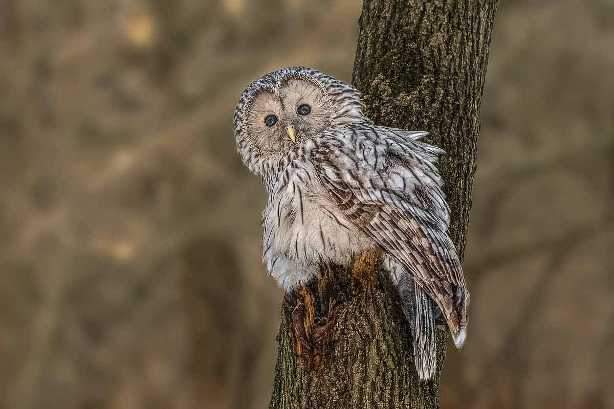 Уральская сова