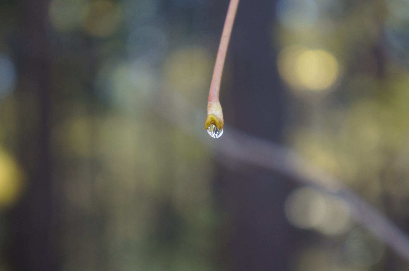 Последняя капля