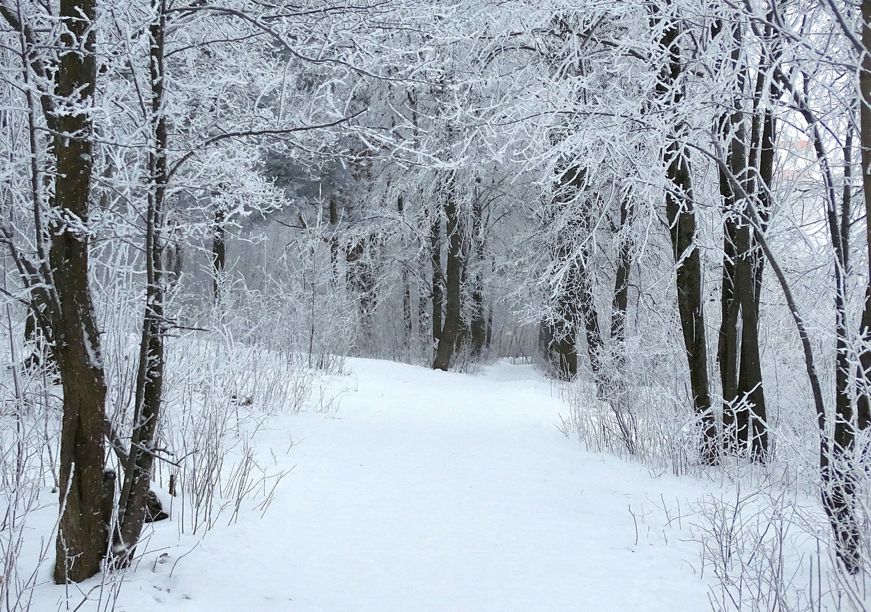 После снегопада зимним утром