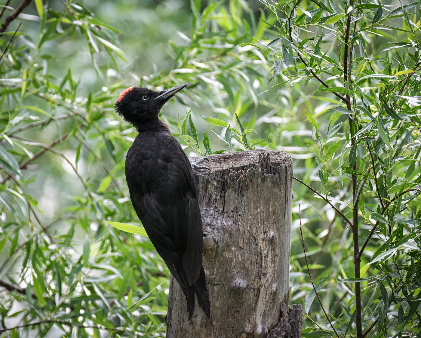 Желна (слёток)