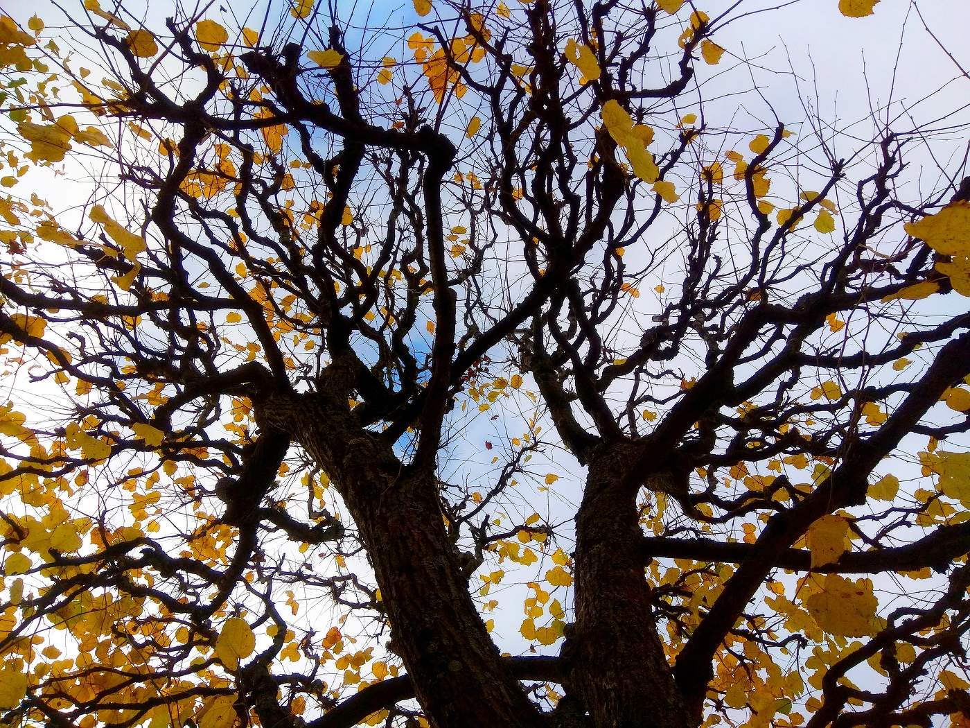 Предзимняя плясовая