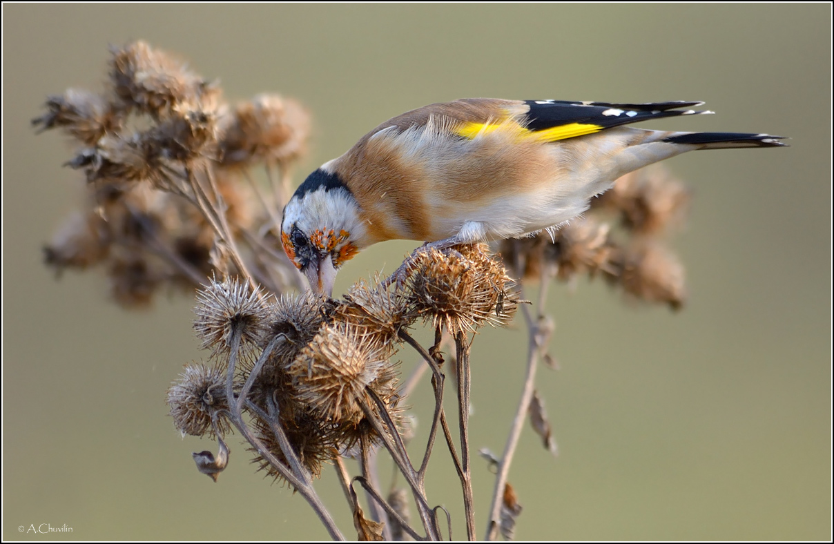 Вкусный репей )