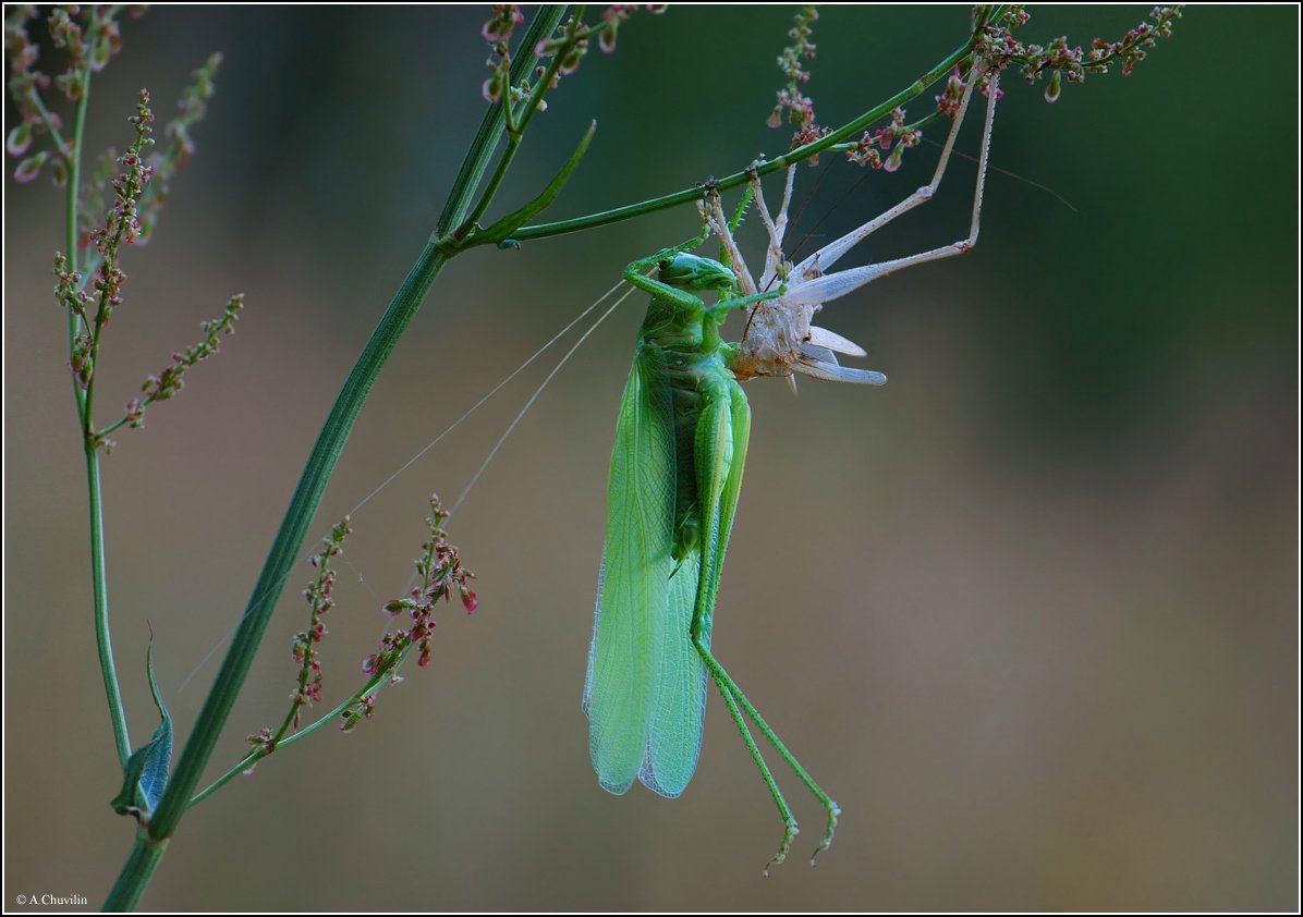 Однажды вечером на тихой полянке