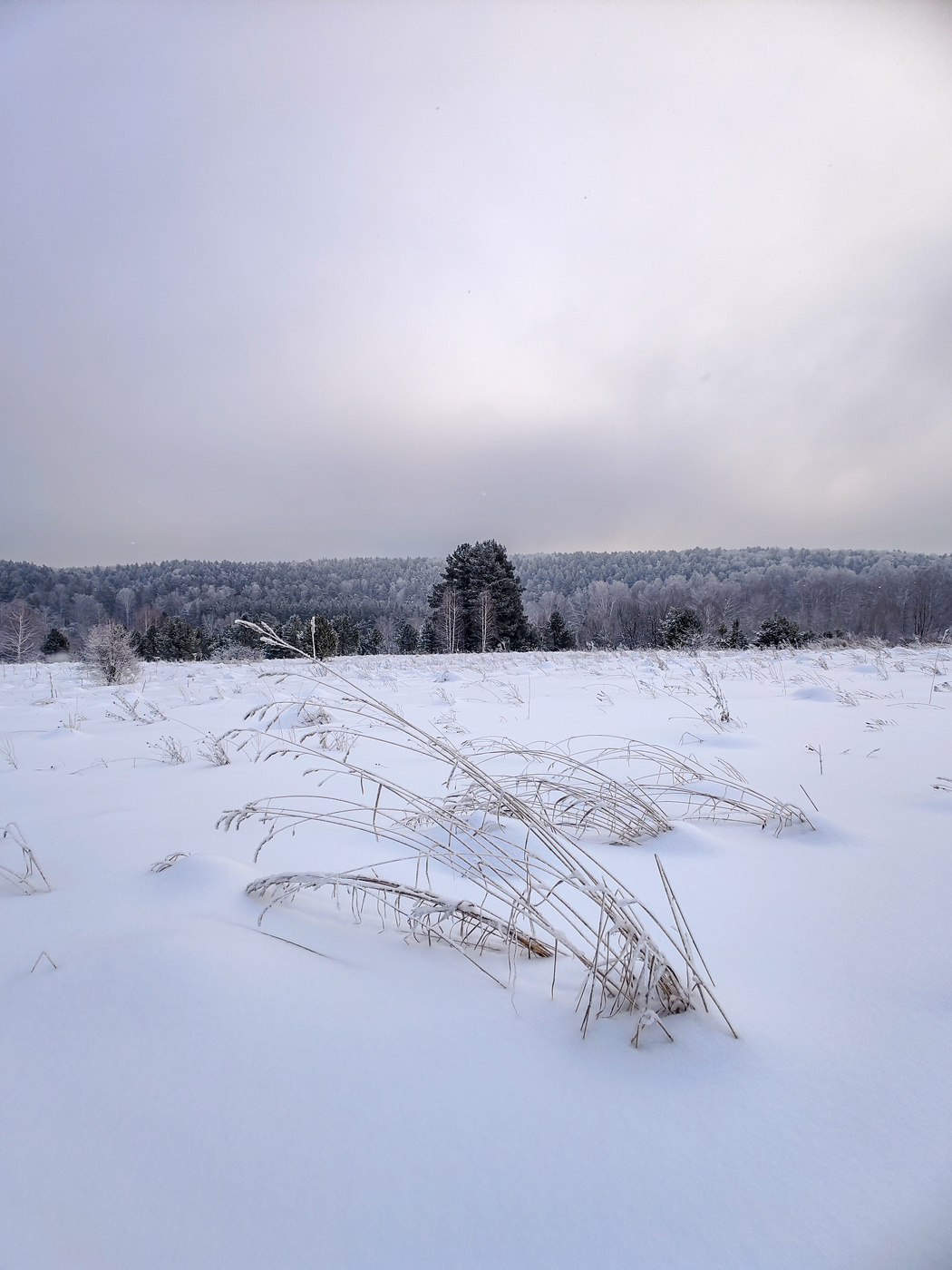 зимнее поле
