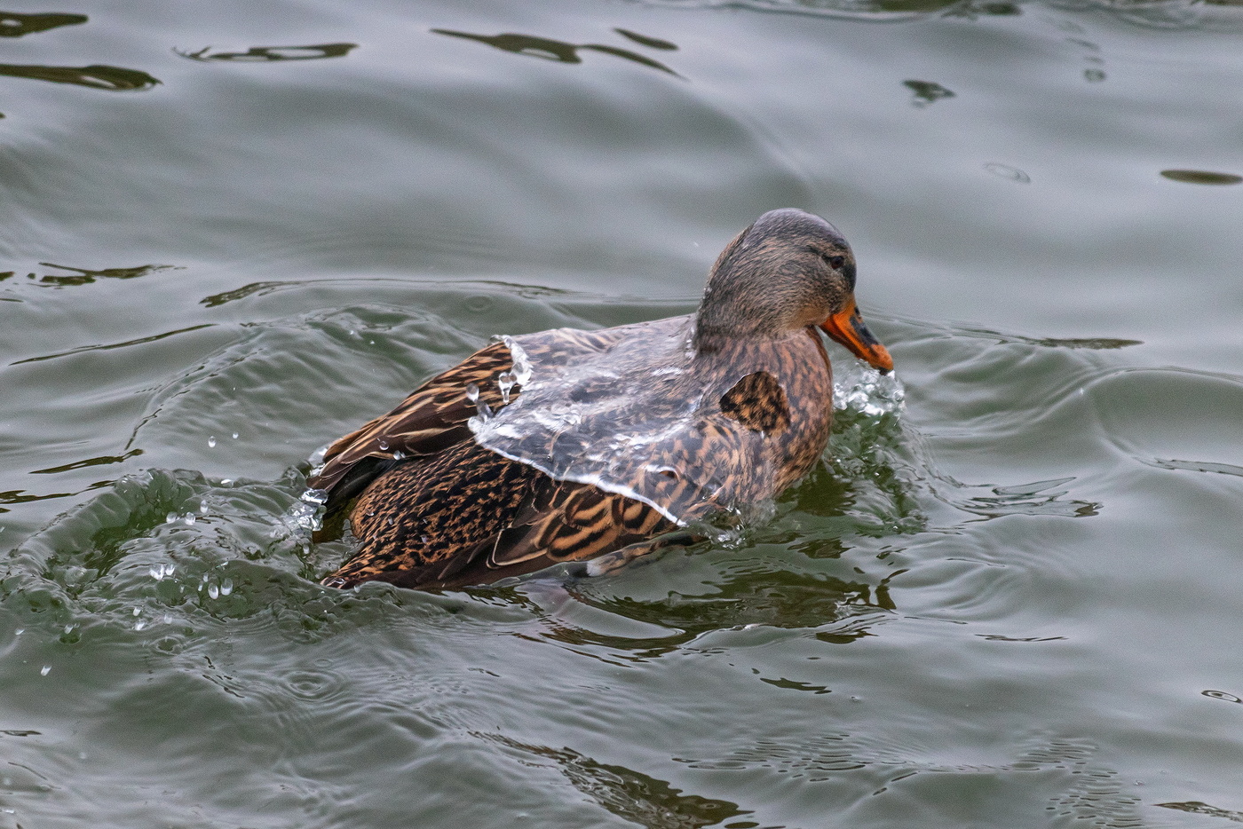 Утка заливная.