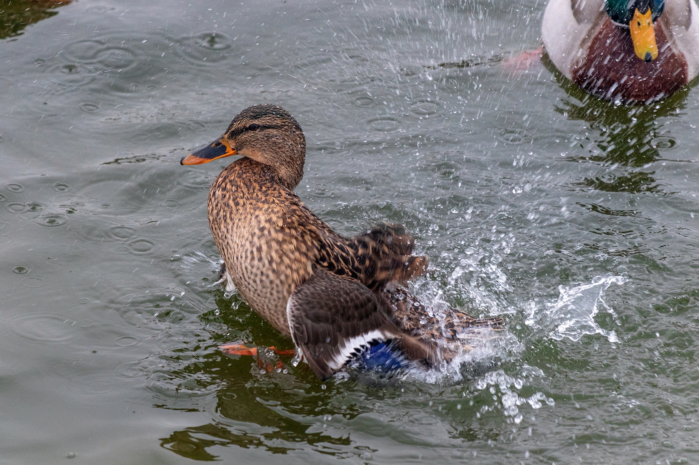 Барахтунья.
