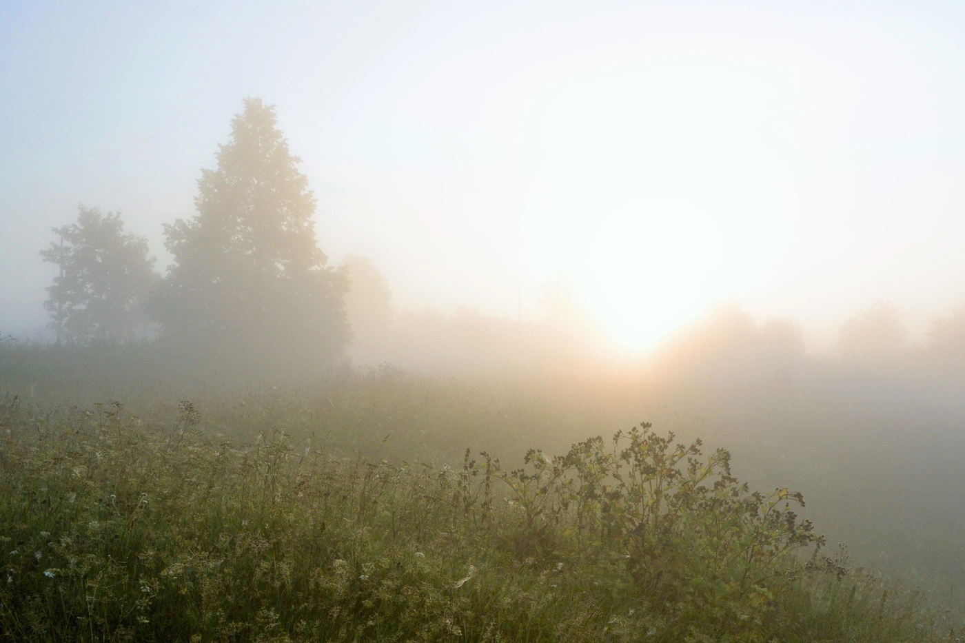 "И голосили третьи петухи ..."