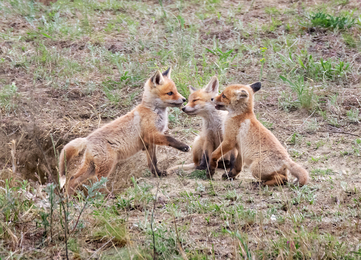 - А вот еще, помню, был случай...