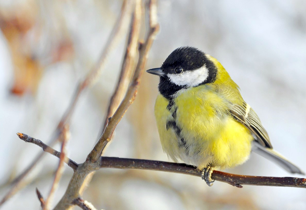 Стало что-то холодать...