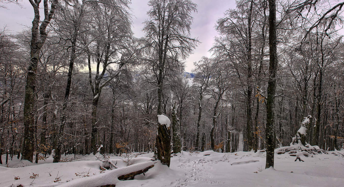 Зимний чатырдагский лес